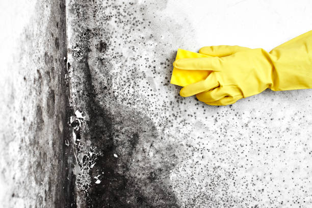 Best Mold Removal Company Near Me  in Fayetteville, NC