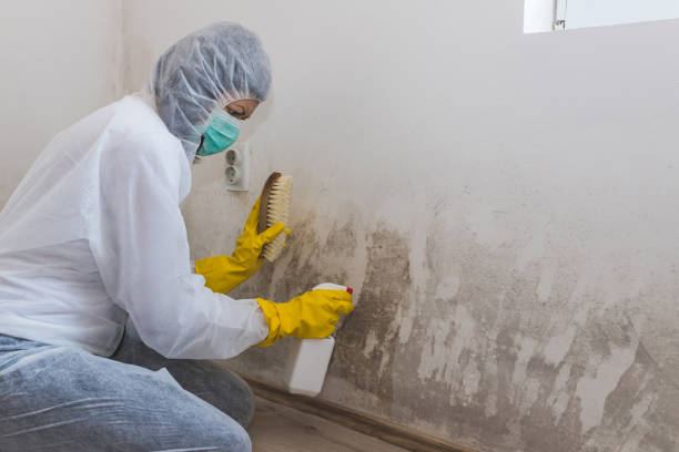 Best Professional Mold Removal  in Fayetteville, NC