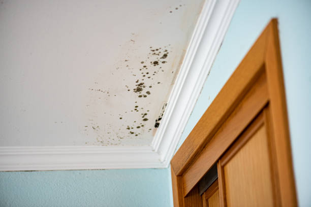 Best Home Mold Removal  in Fayetteville, NC