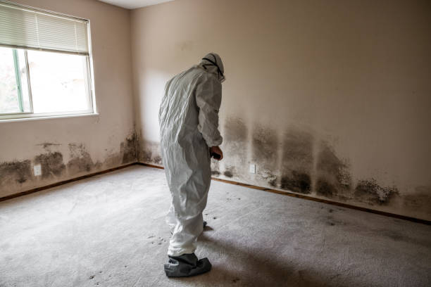 Best Black Mold Removal  in Fayetteville, NC