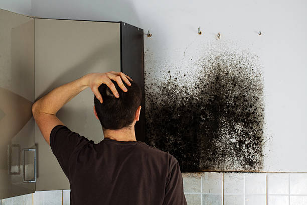 Best Mold Removal Specialists  in Fayetteville, NC