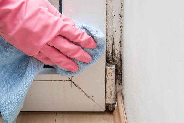 Best Mold Remediation  in Fayetteville, NC