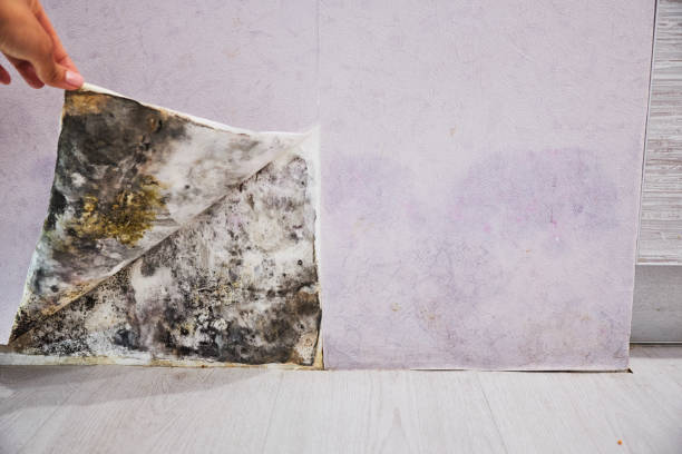 Best Mold Testing  in Fayetteville, NC